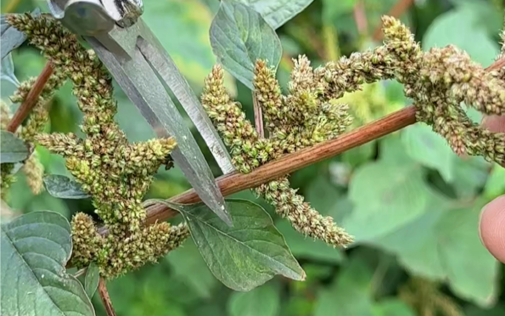 这种植物是野苋菜,农村人收采它的花朵,搓出它的种子,你见过吗哔哩哔哩bilibili