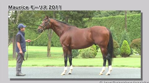 モーリスのウォーキング動画 Stallions In Japan 21 哔哩哔哩