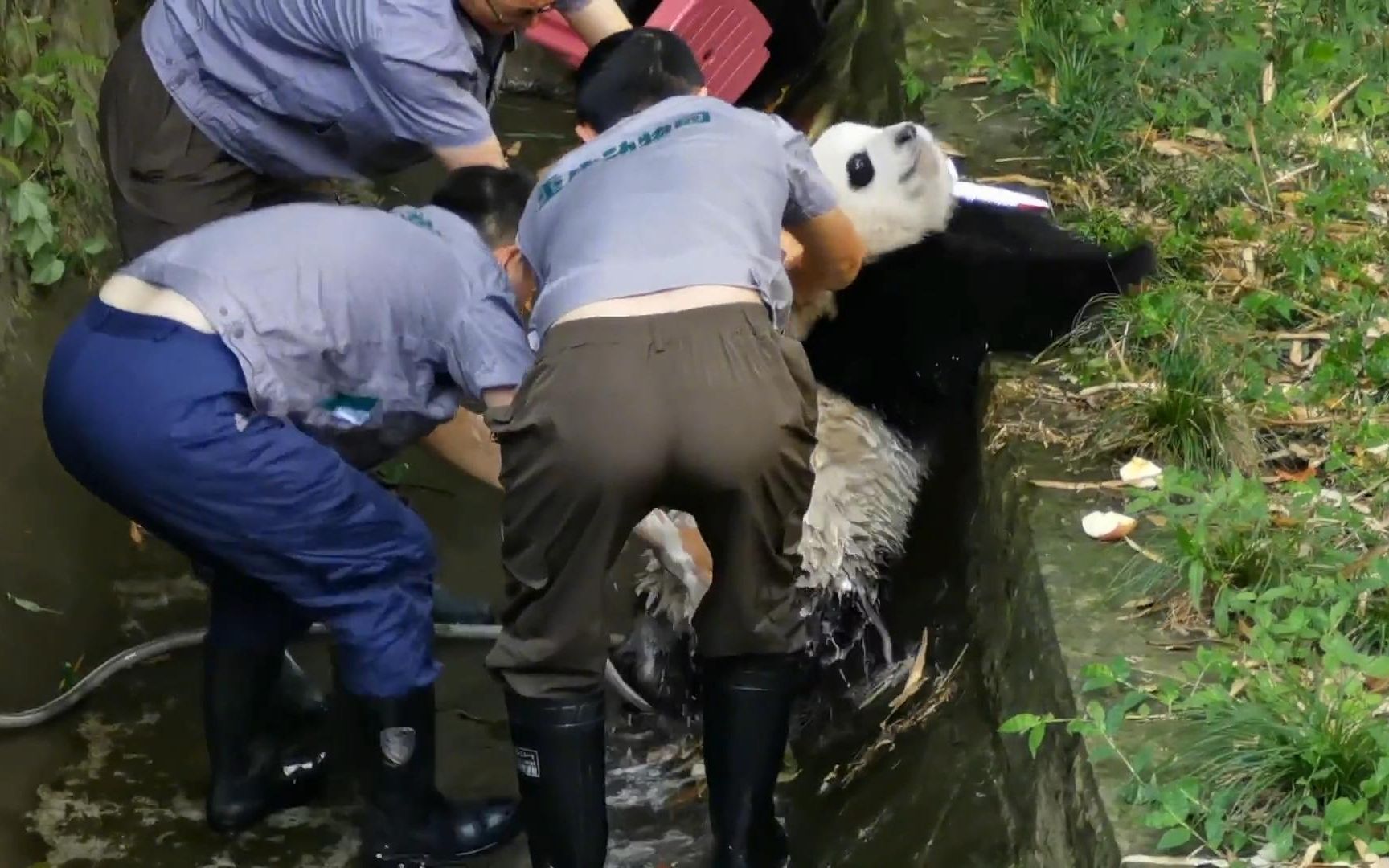大熊猫渝可渝爱洗澡,一个享受,一个狗叫!