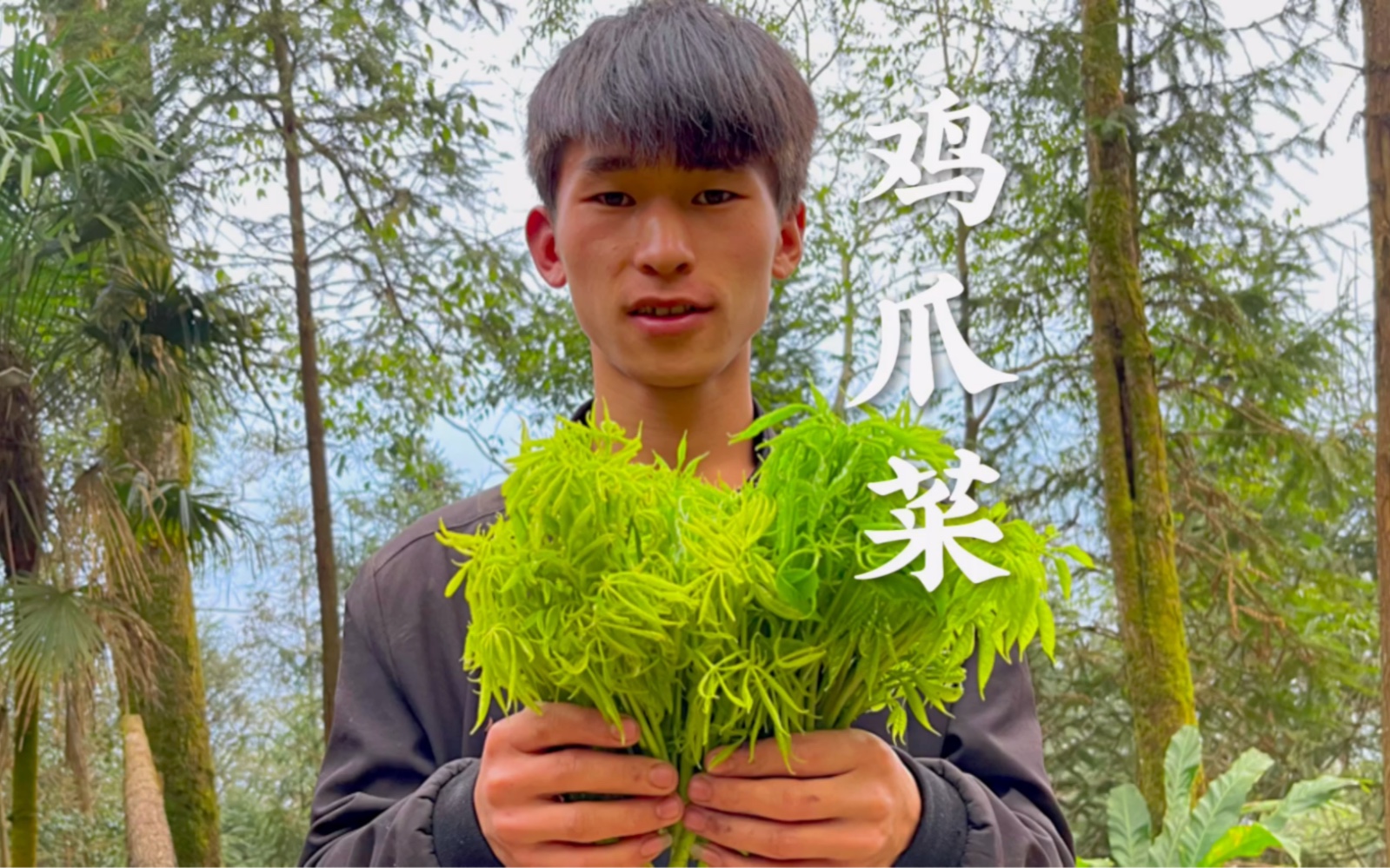 山上野生的鸡爪菜图片图片