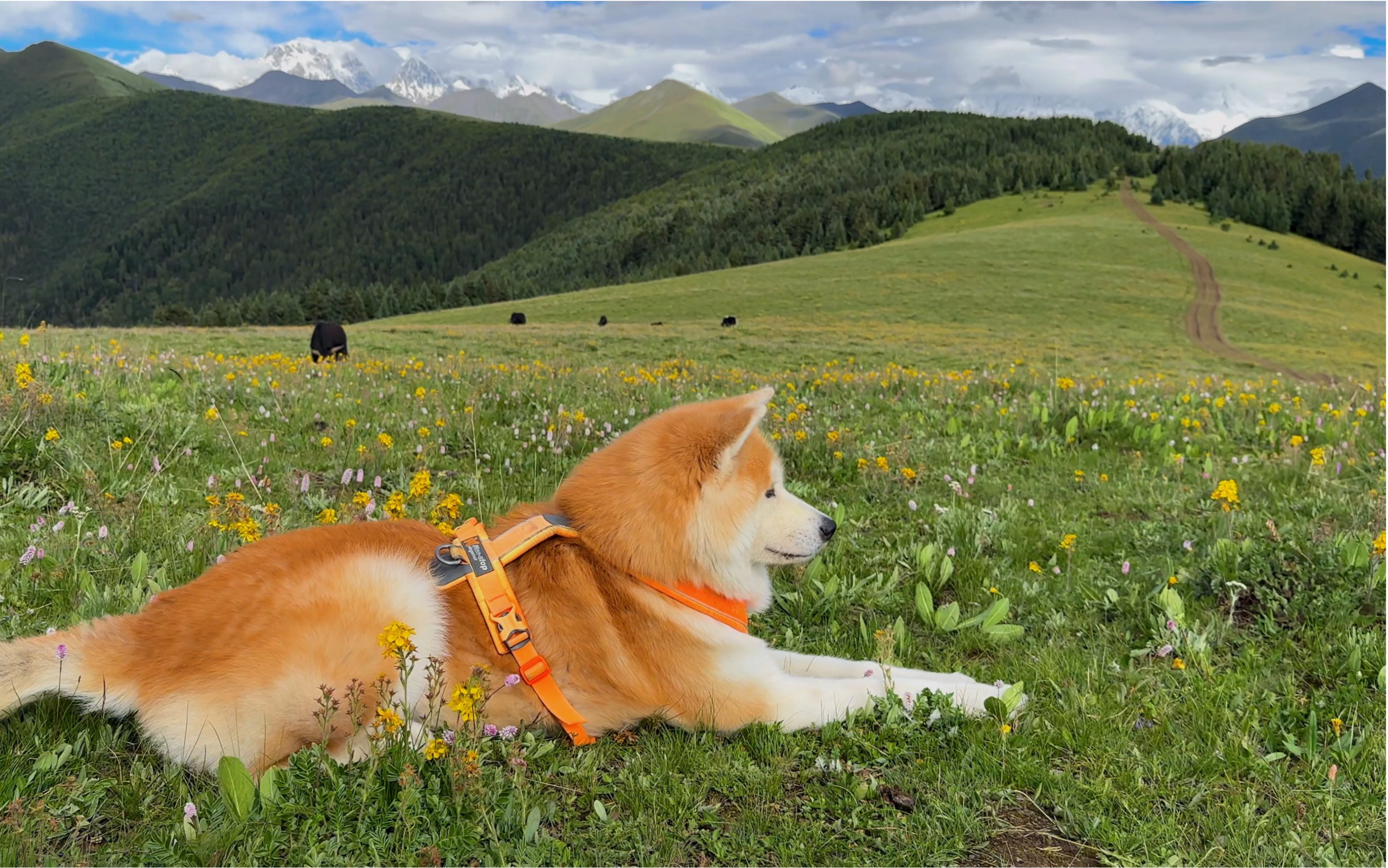 和小狗去川西过20度的夏天吧!我的可爱秋田犬