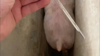 祖传卡猪槽