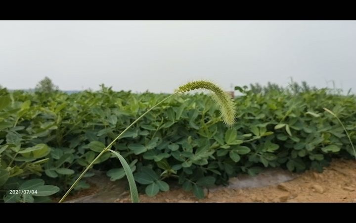 [图]去年夏天吹过田野的风，能抚慰如今的你吗？