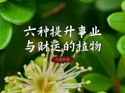 Download Video: 六种提升事业与财运的植物，你知道几个？