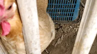 这是一只有定力的鸡