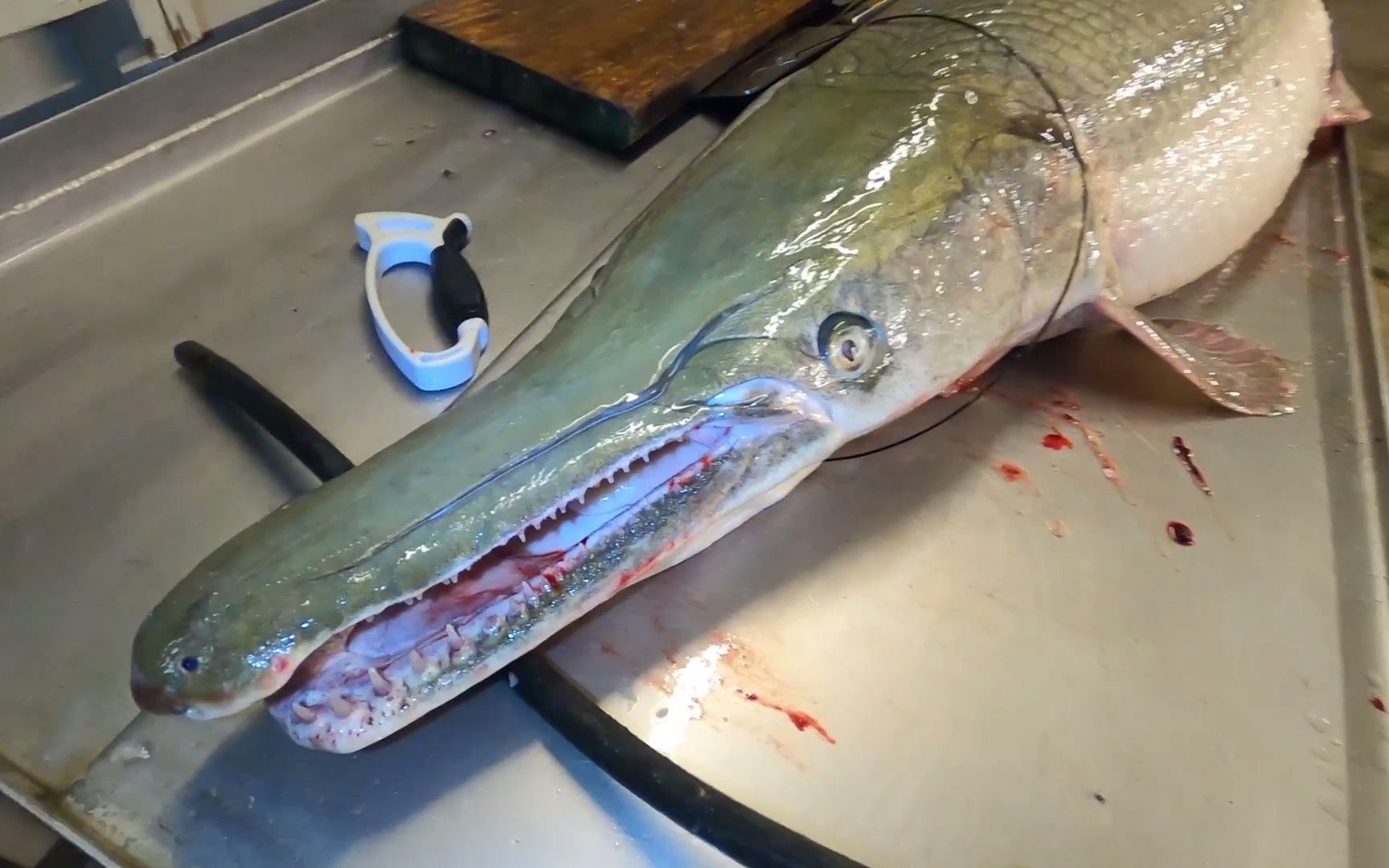 巨型鱼长一张鳄鱼的恐怖大嘴,已存活上亿年,如今却被端上餐桌?