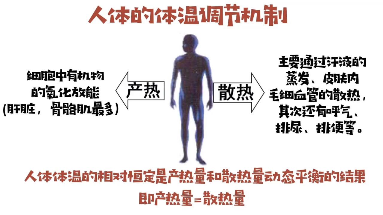 寒冷环境中人体的散热量到底是增多还是减少