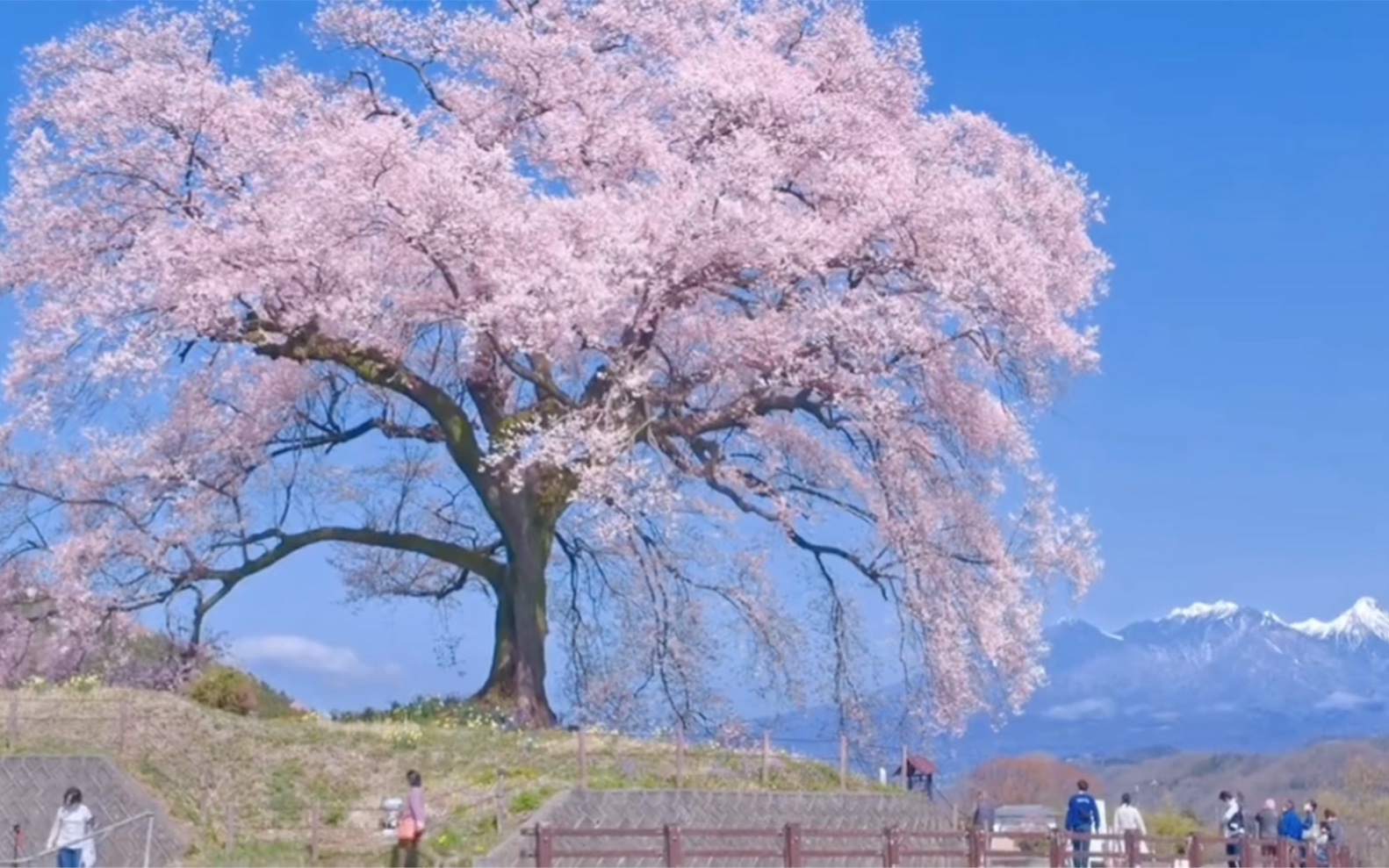 [图]春天是鲜花盛开的季节