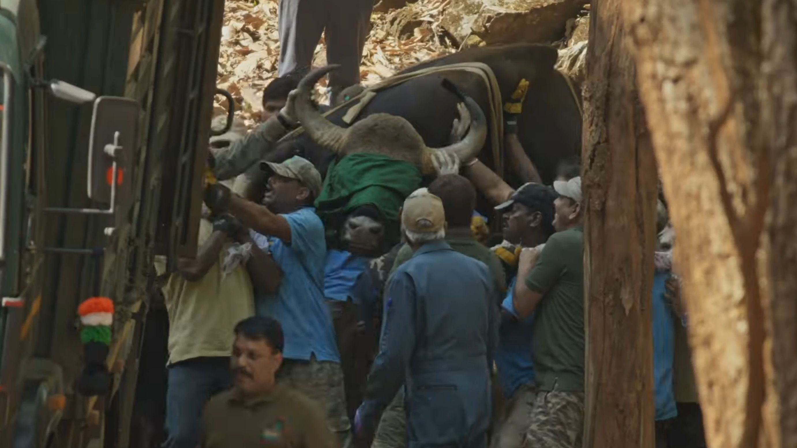 印度转移白肢野牛大工程
