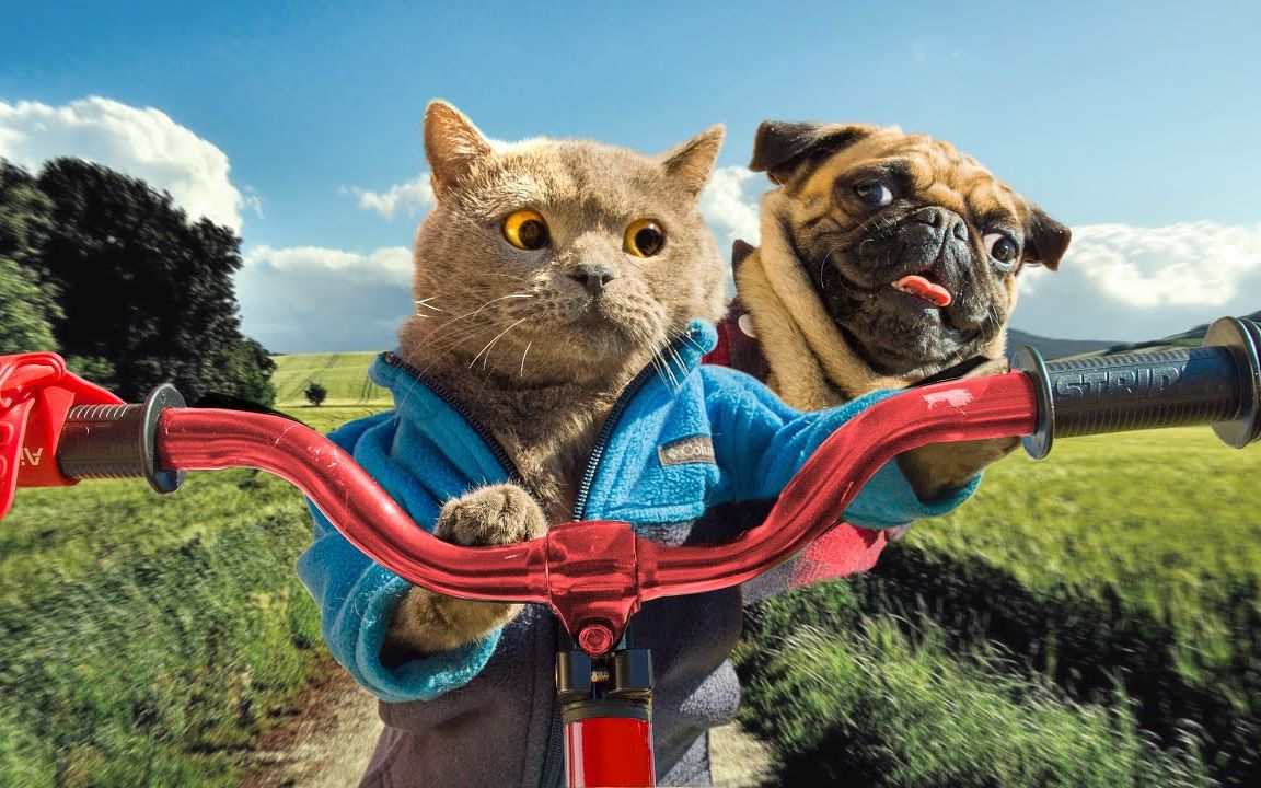 [图]油管上最好看的猫片：Cat and Dog Road Trip