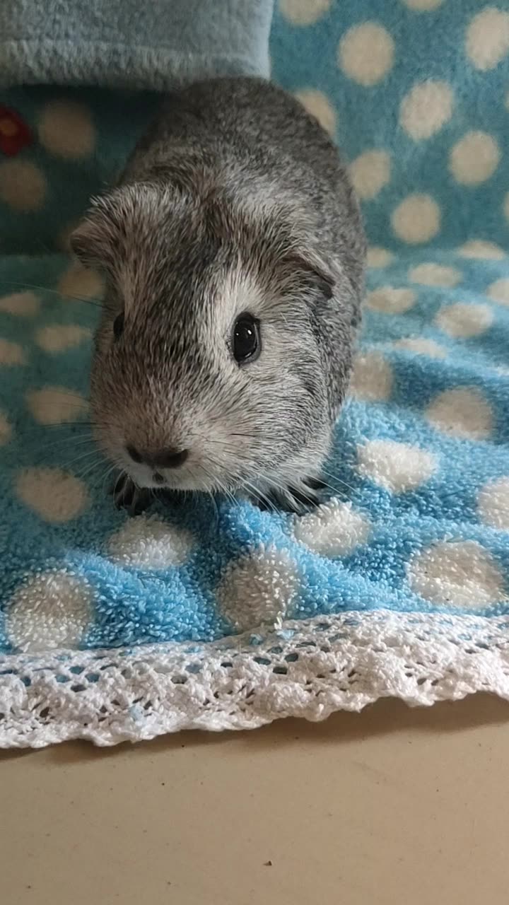 十一特惠 短脸型圆脸英短浅雕灰色荷兰猪垂耳朵mm,3个月多(邮费自理)