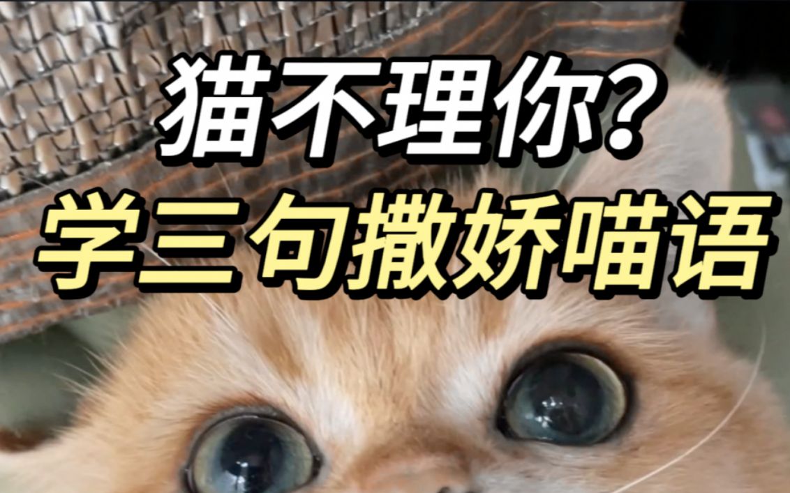 回到家后对猫说,猫会更黏你