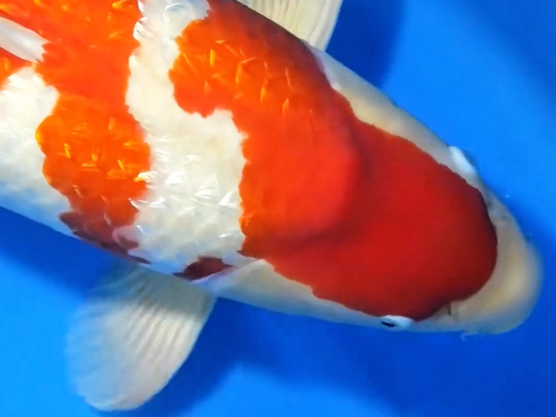 银鳞三段红白锦鲤,雄四岁六十四公分观赏鱼.