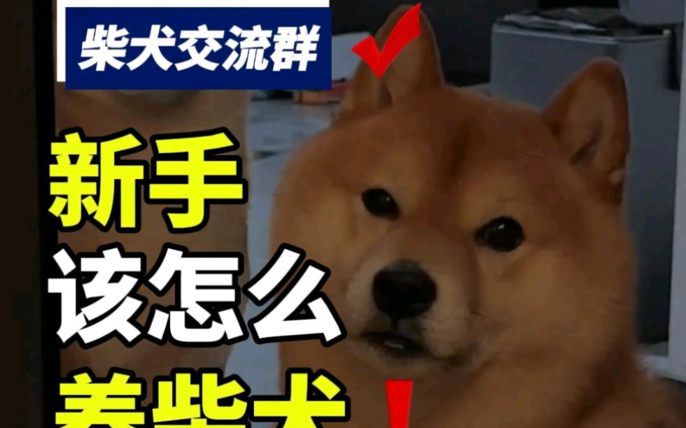 第六十集丨新手该怎么养柴犬?#柴犬 #柴犬交流群 #宠物交流群 #杭州柴犬交流群 #杭州柴犬 #上海柴犬 #苏州柴犬 #新手养狗哔哩哔哩bilibili