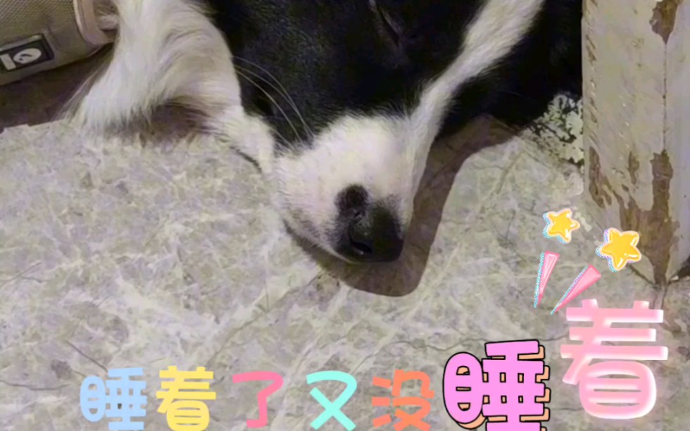 狗砸回血也太快了吧,睡了一个小时满血复活