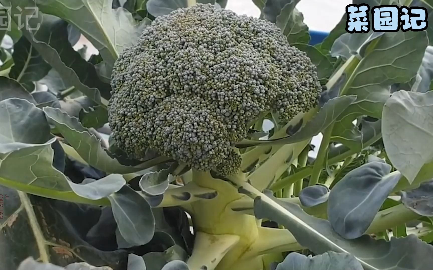 西兰花不用花钱买,只需一招在家就能种,从播种到采收手把手教你哔哩哔哩bilibili