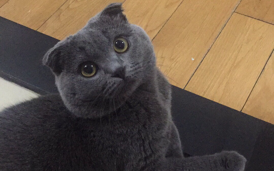 【英短蓝猫】你可曾见过打针时这么老实song的猫