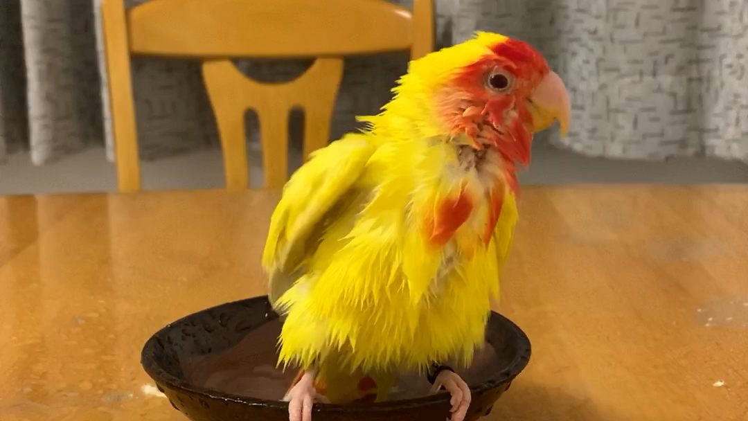 牡丹鹦鹉黄桃黄小翠防病毒勤洗澡