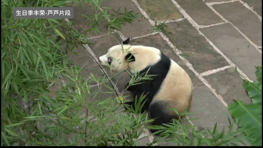 大熊猫生日季丰容雅安基地芦芦片段节选哔哩哔哩bilibili