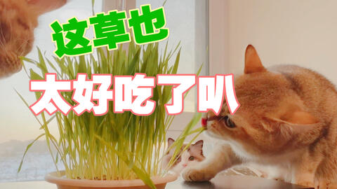 来一盘无土栽培的猫草吧 哔哩哔哩