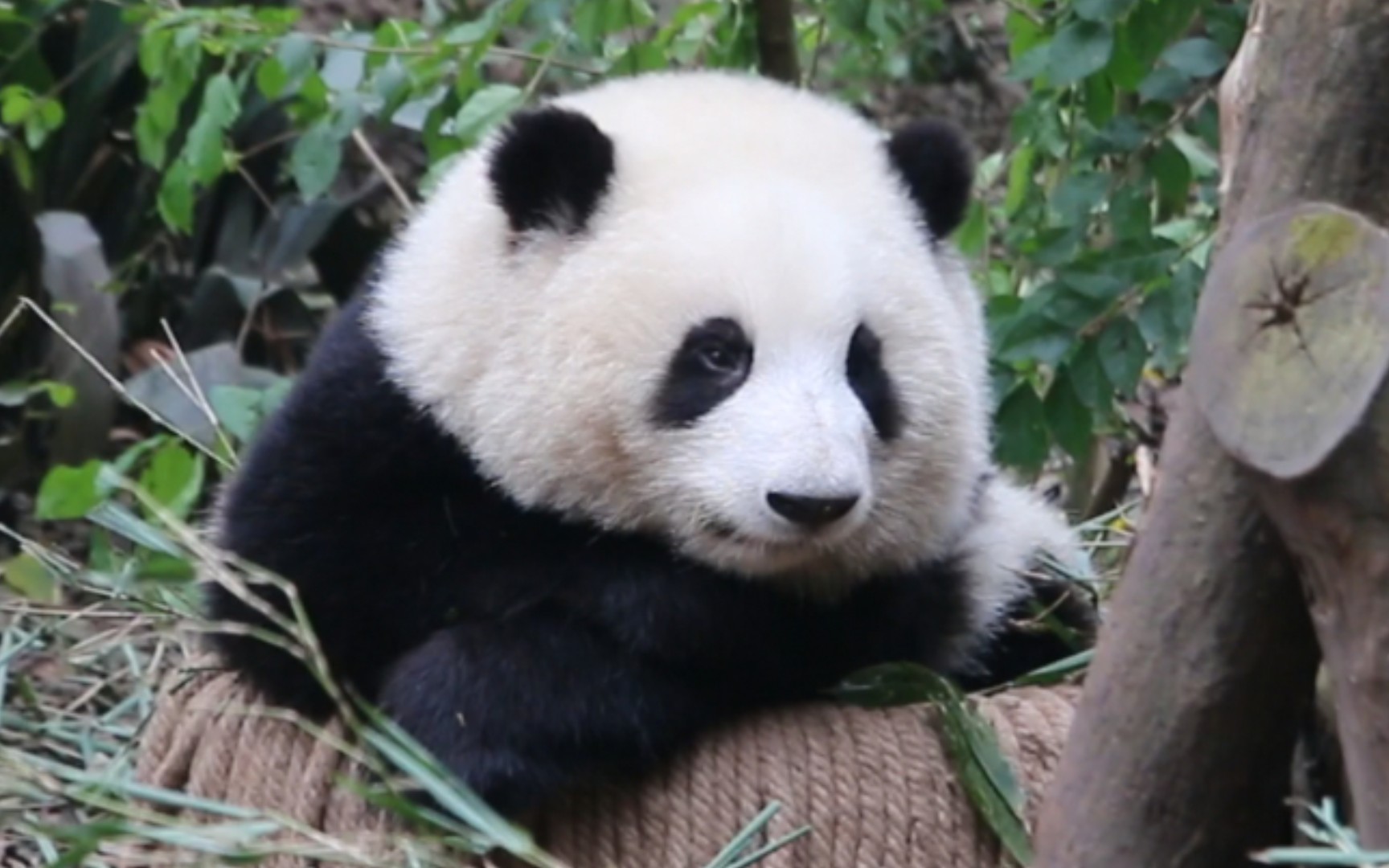 【大熊猫和花】