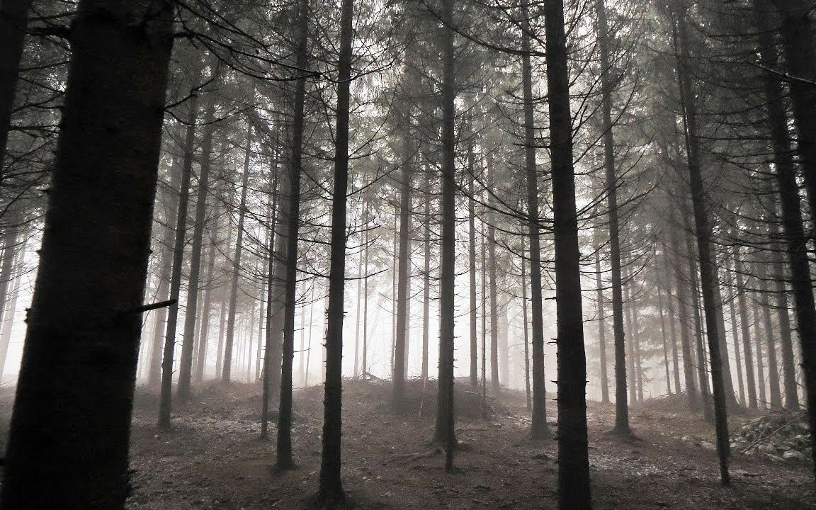 [图]自然治愈 / 寂静岭之漫步在雨雾天的幽暗森林里~