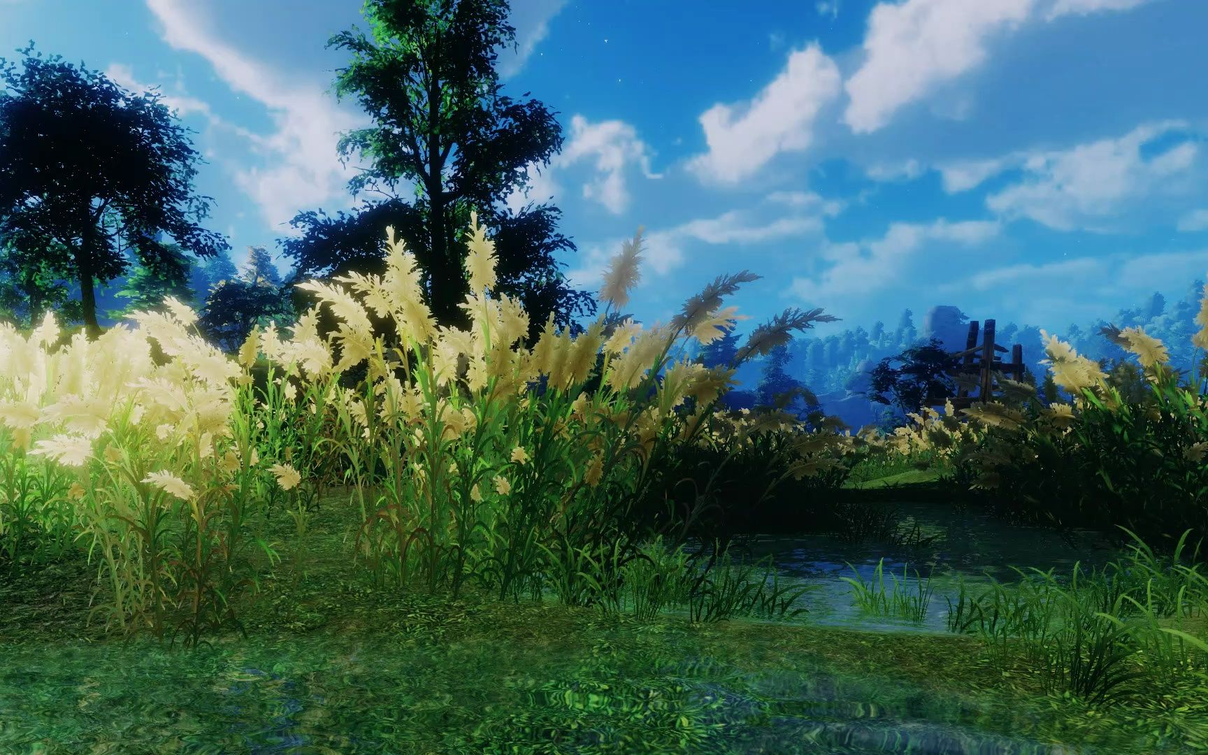 初夏的风吹过芦苇丛,坐在河边听凉凉的水声