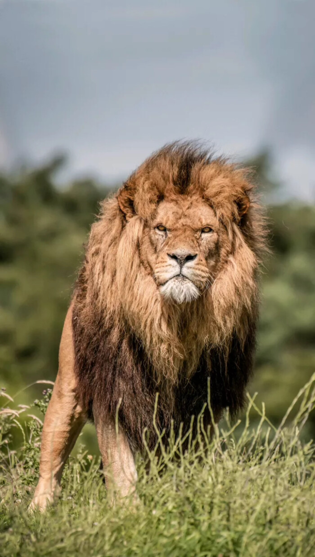 野生动物奇遇记狮子3