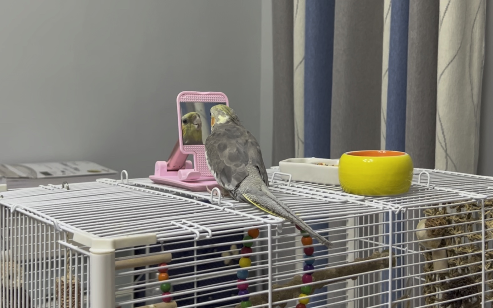 【玄凤鹦鹉】升级版对镜唱歌歌