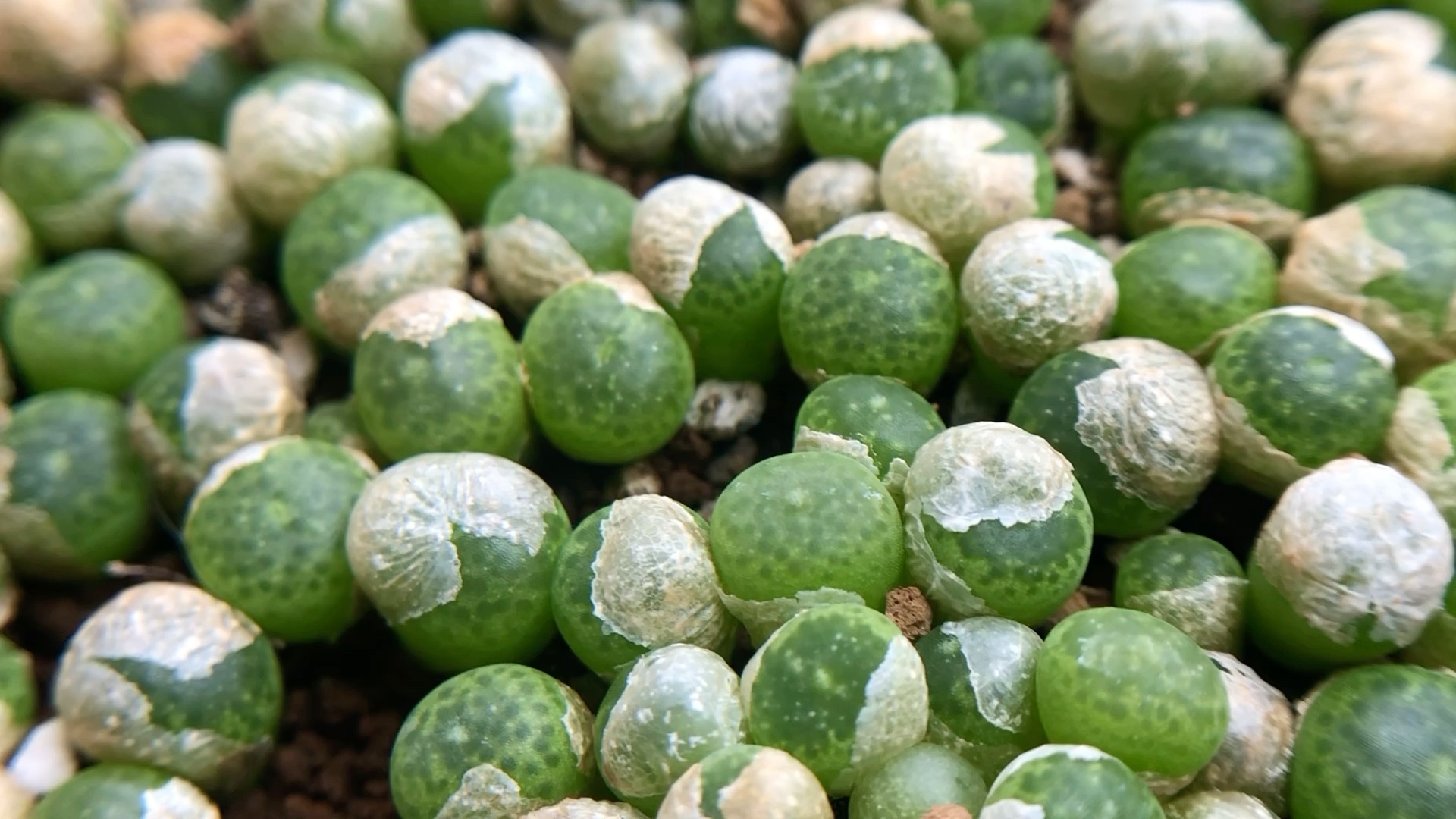 多肉植物 肉锥花 绿宝石勋章