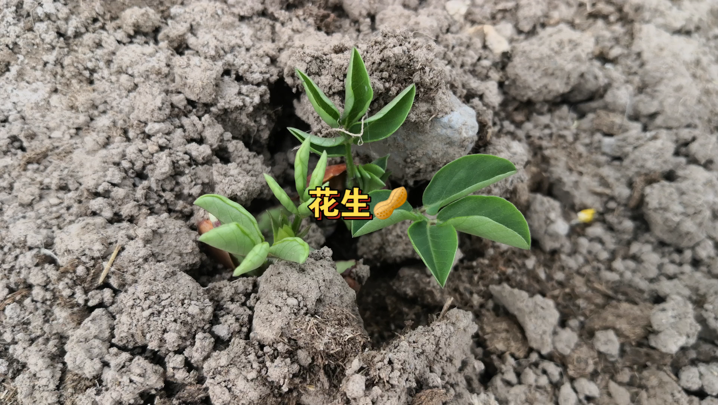 [图]大棚里的花生🥜黄豆出苗了可爱的苗丫