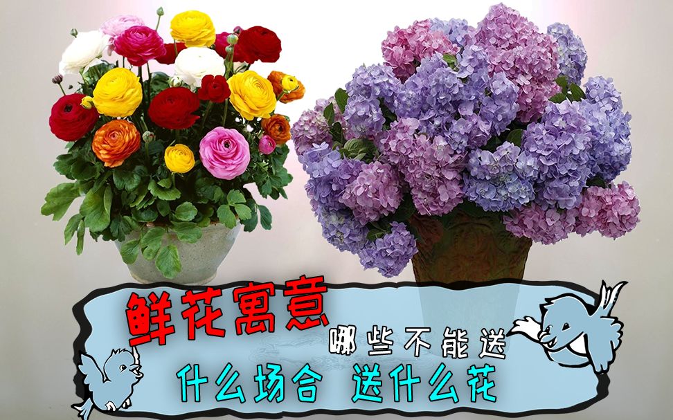 鲜花寓意,什么场合送什么花,让鲜花替你“述说”,你送错了么哔哩哔哩bilibili