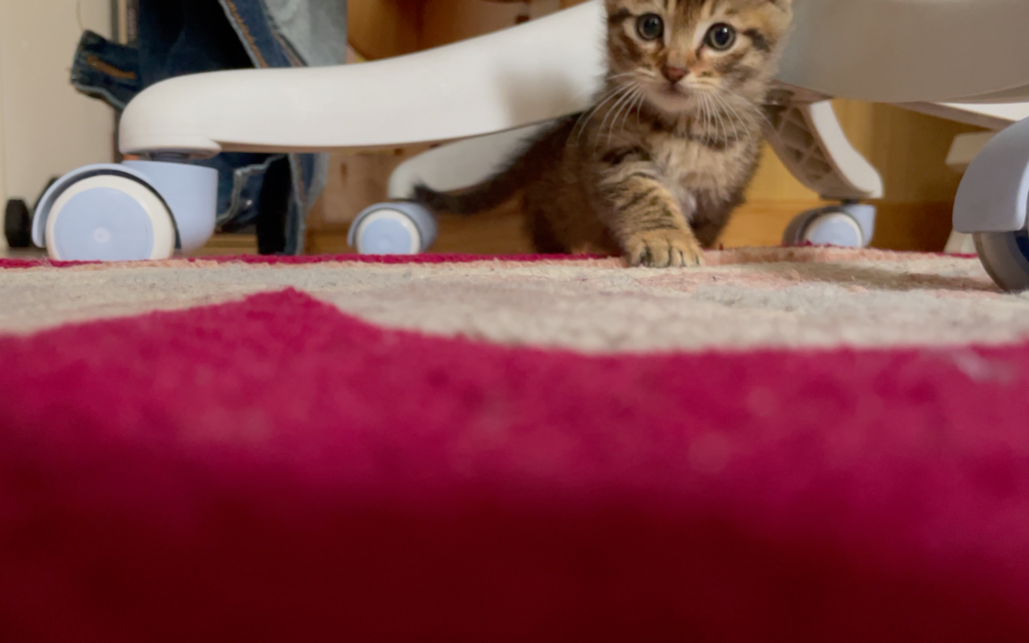 【幼年视频第二弹】让小时候的虎妞萌你一脸