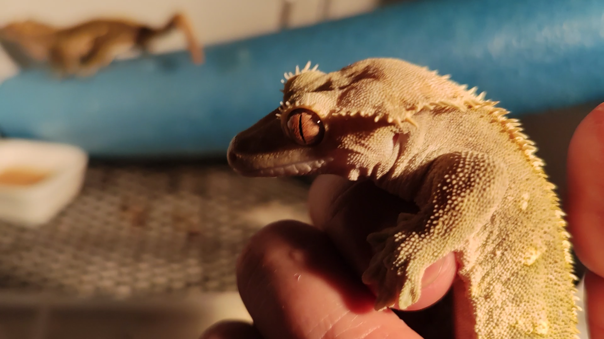 [大猫的爬宠角][睫角守宫]壁虎漫步