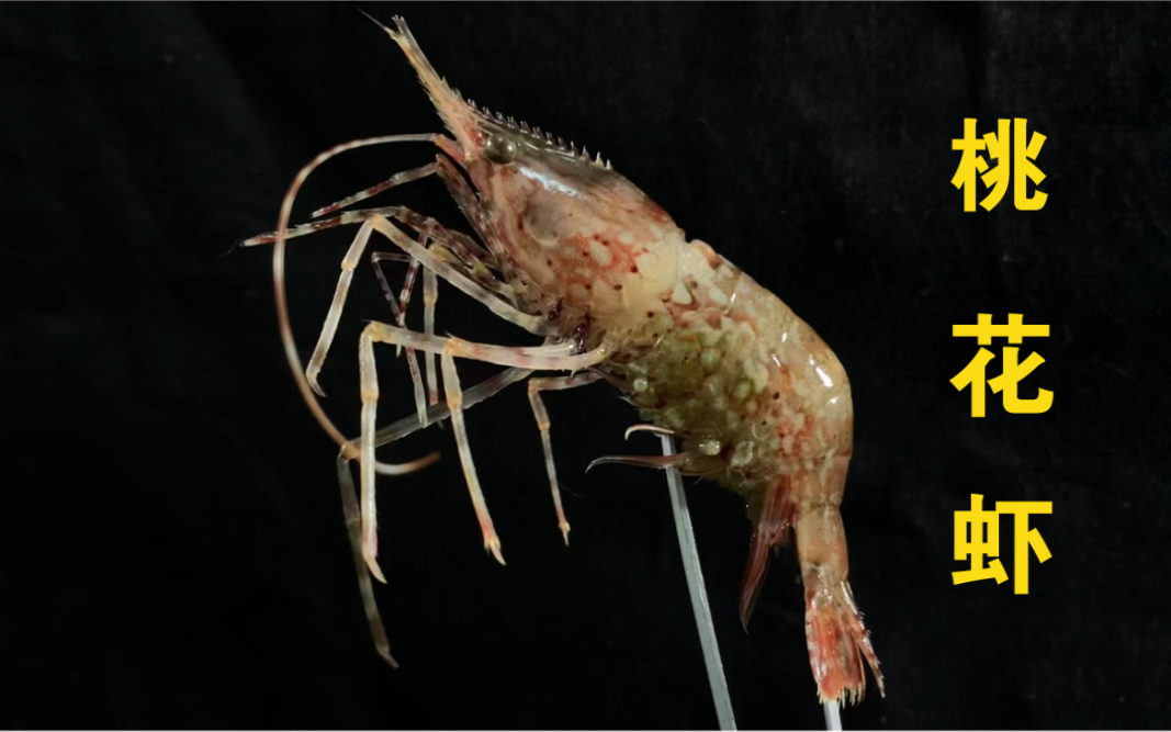 开春第一鲜桃花虾