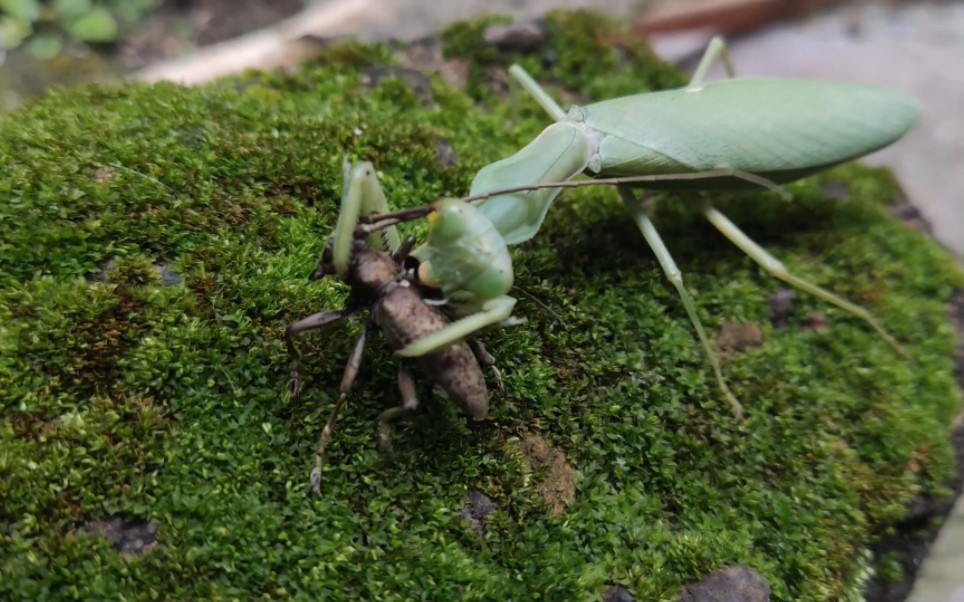 螳螂捕食榕八星天牛!