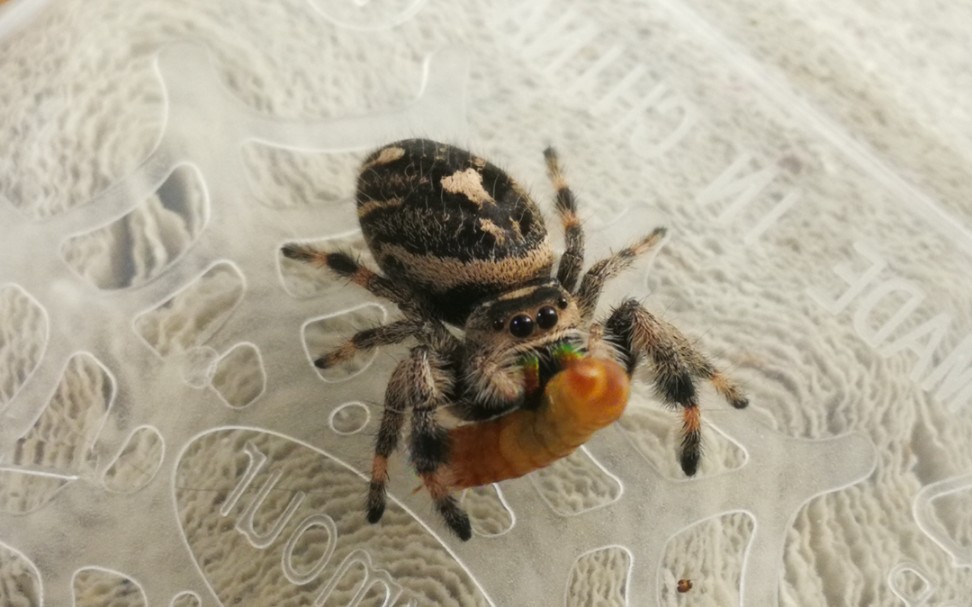 跳蛛lucas,麻麻看我厉害不?