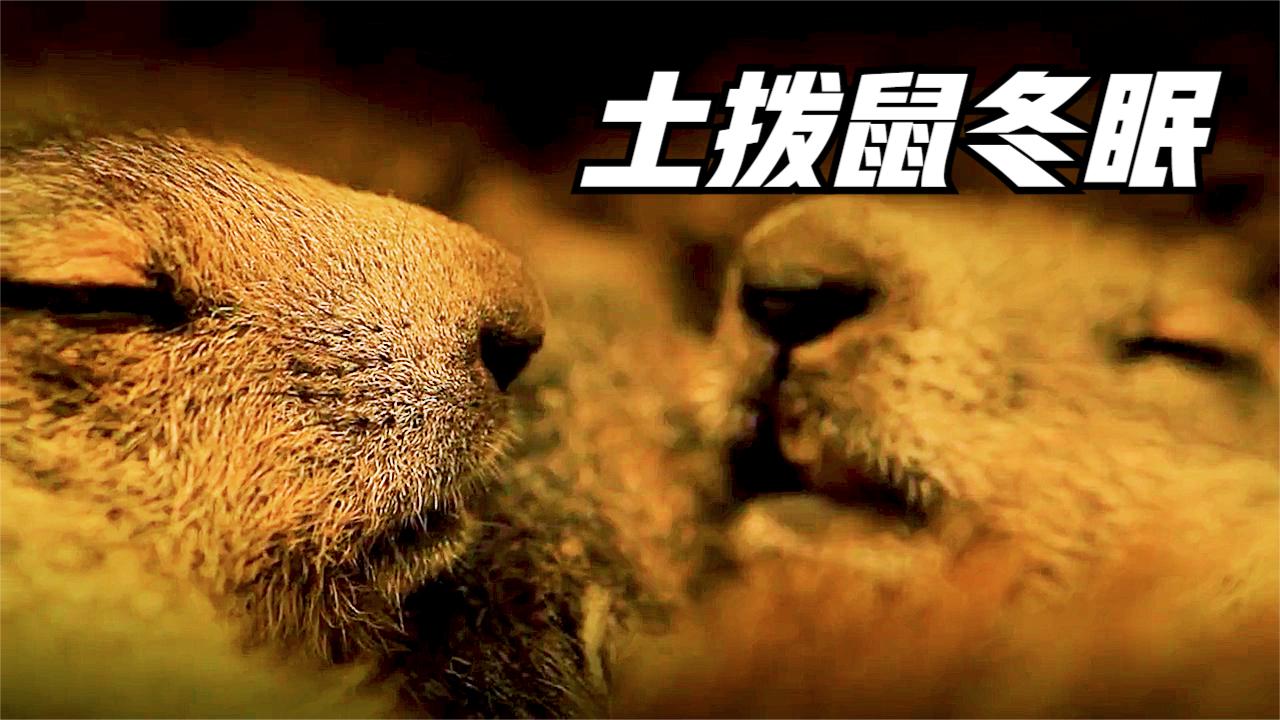 土拨鼠一家抱团冬眠,渡过寒冷的冬季