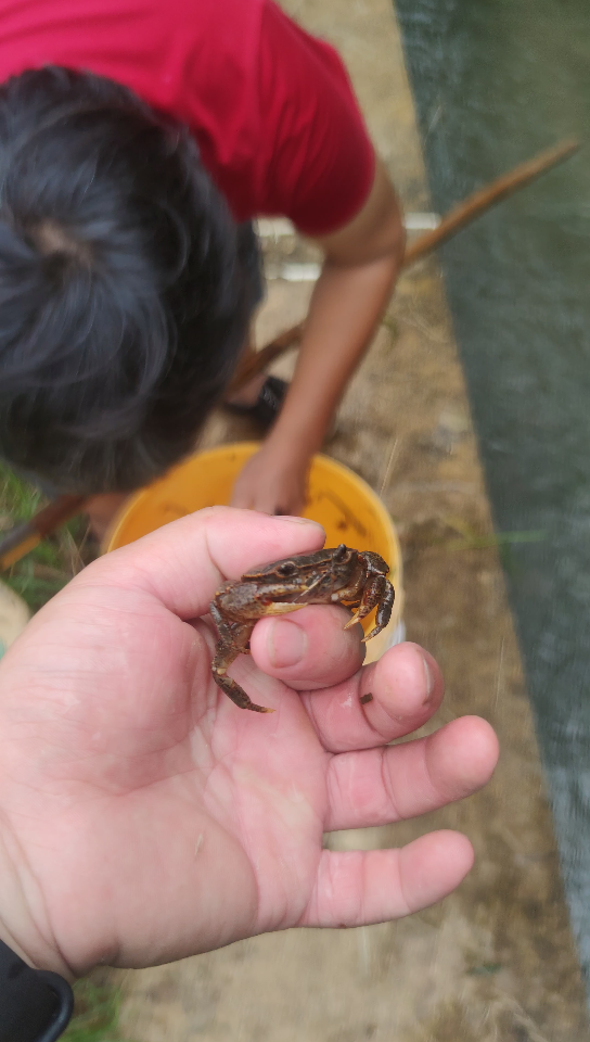 螃蟹夾人