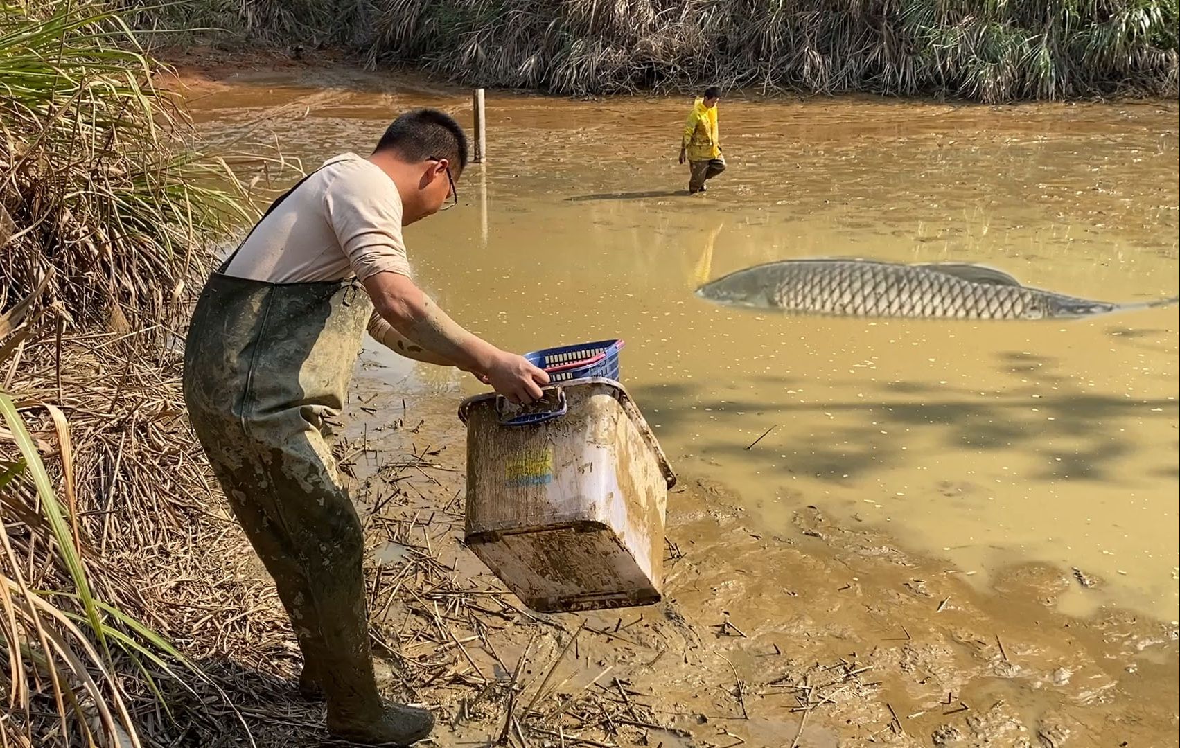 2年没干过的鱼塘捡漏,满鱼塘的鱼多到抓不完,这样抓鱼太过瘾