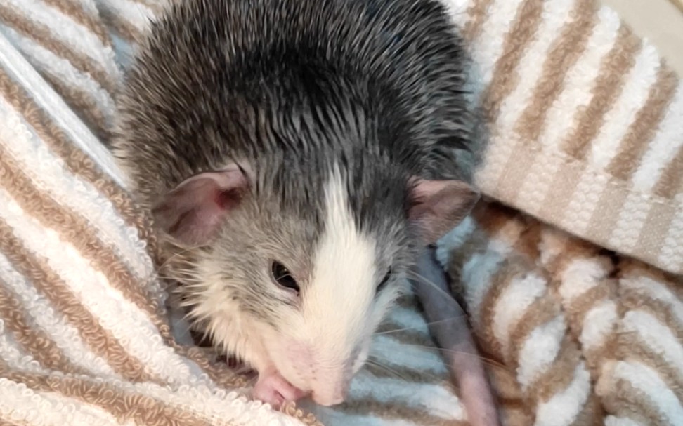 【花枝鼠】第二次洗香香澡,得到一个大肥鼠子