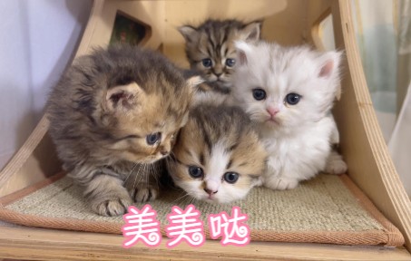 小奶猫也会照镜子,看见镜子里的自己,表情亮了!哔哩哔哩bilibili