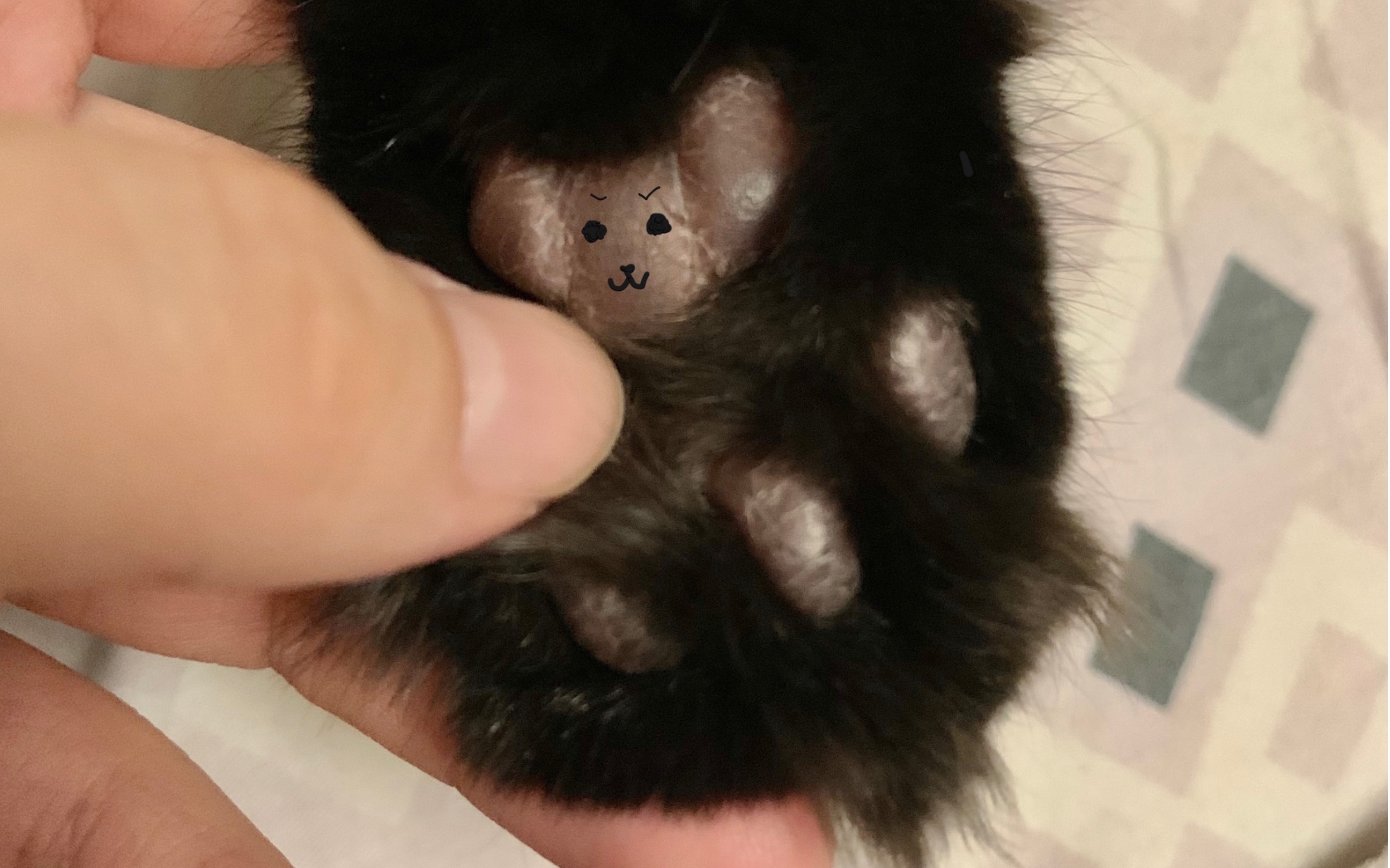 面面猫^ - ^捏肉球球啦_哔哩哔哩 (゜-゜)つロ 干杯~-bilibili