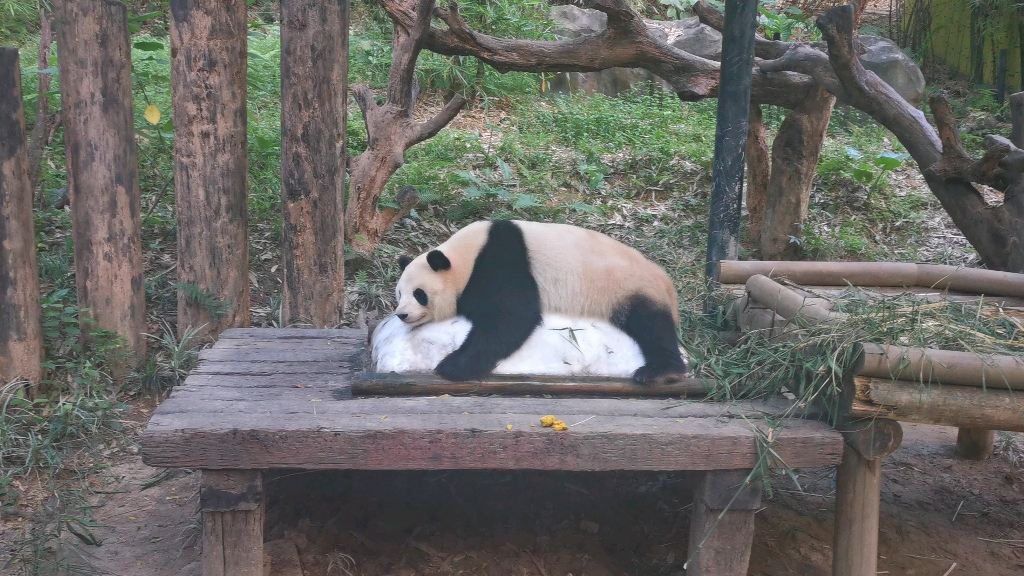 夏天,懒懒的熊猫趴在冰上散热.