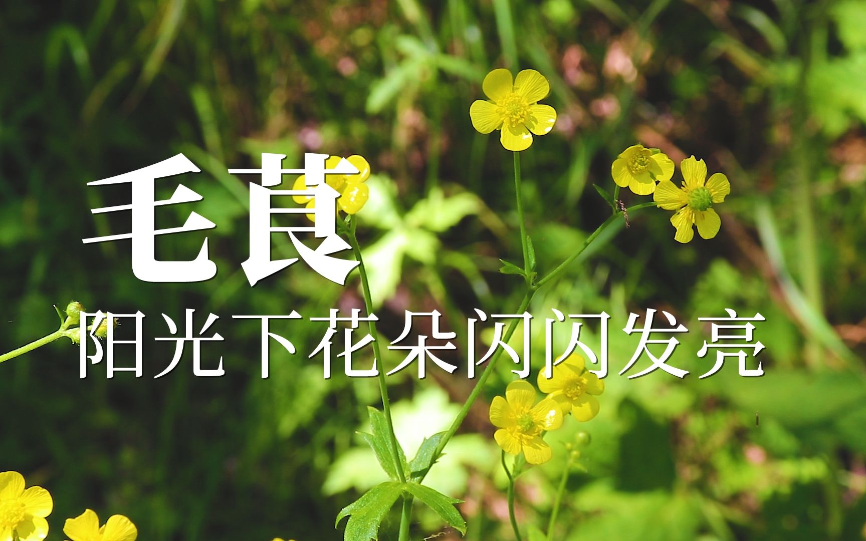 毛茛——阳光下花朵闪闪发亮哔哩哔哩bilibili