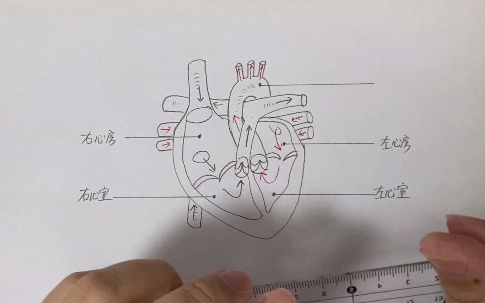 学生画心脏结构简图图片
