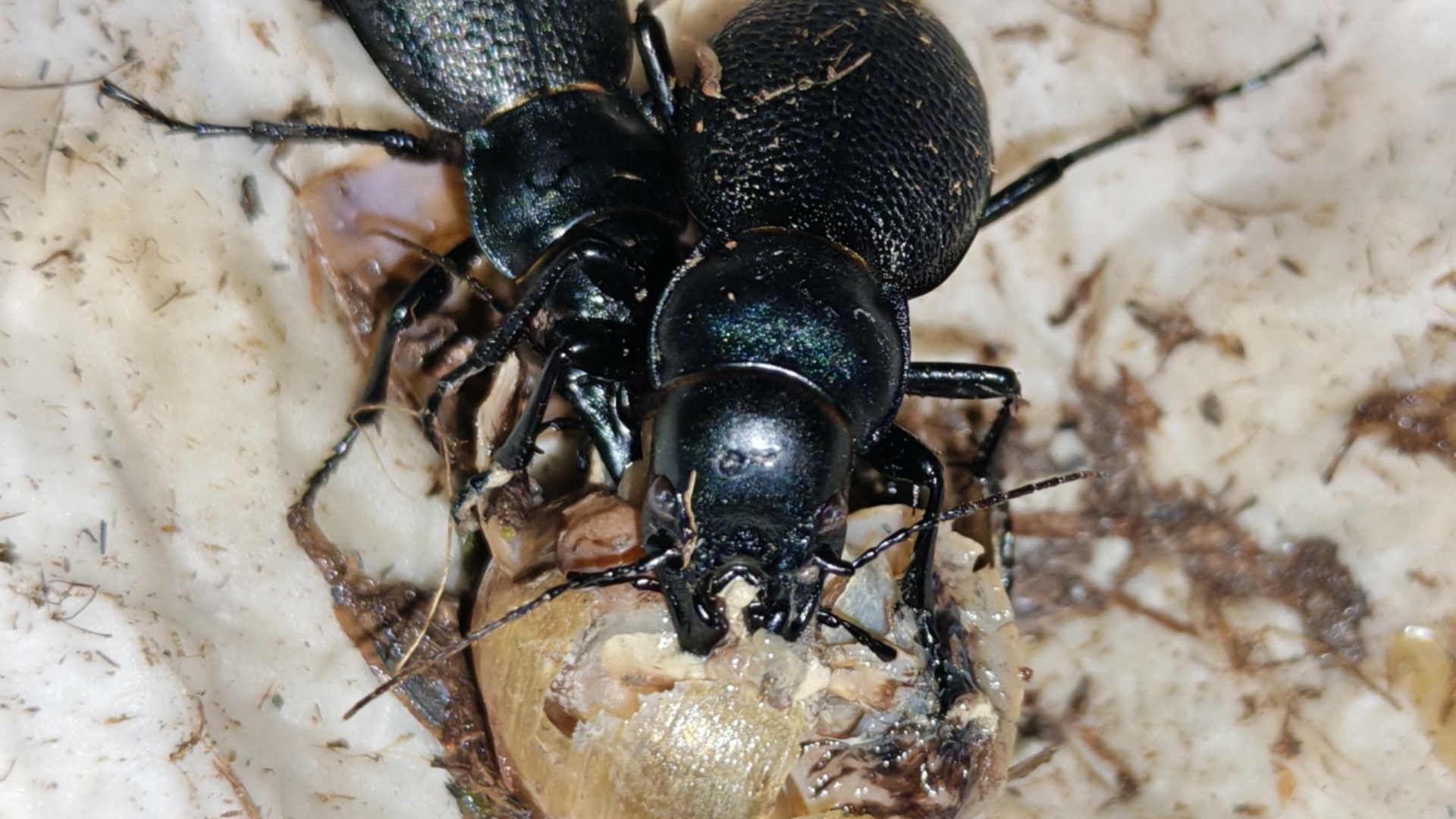 『昆虫捕食vlog』麻步甲群体 捕食 蜗牛!