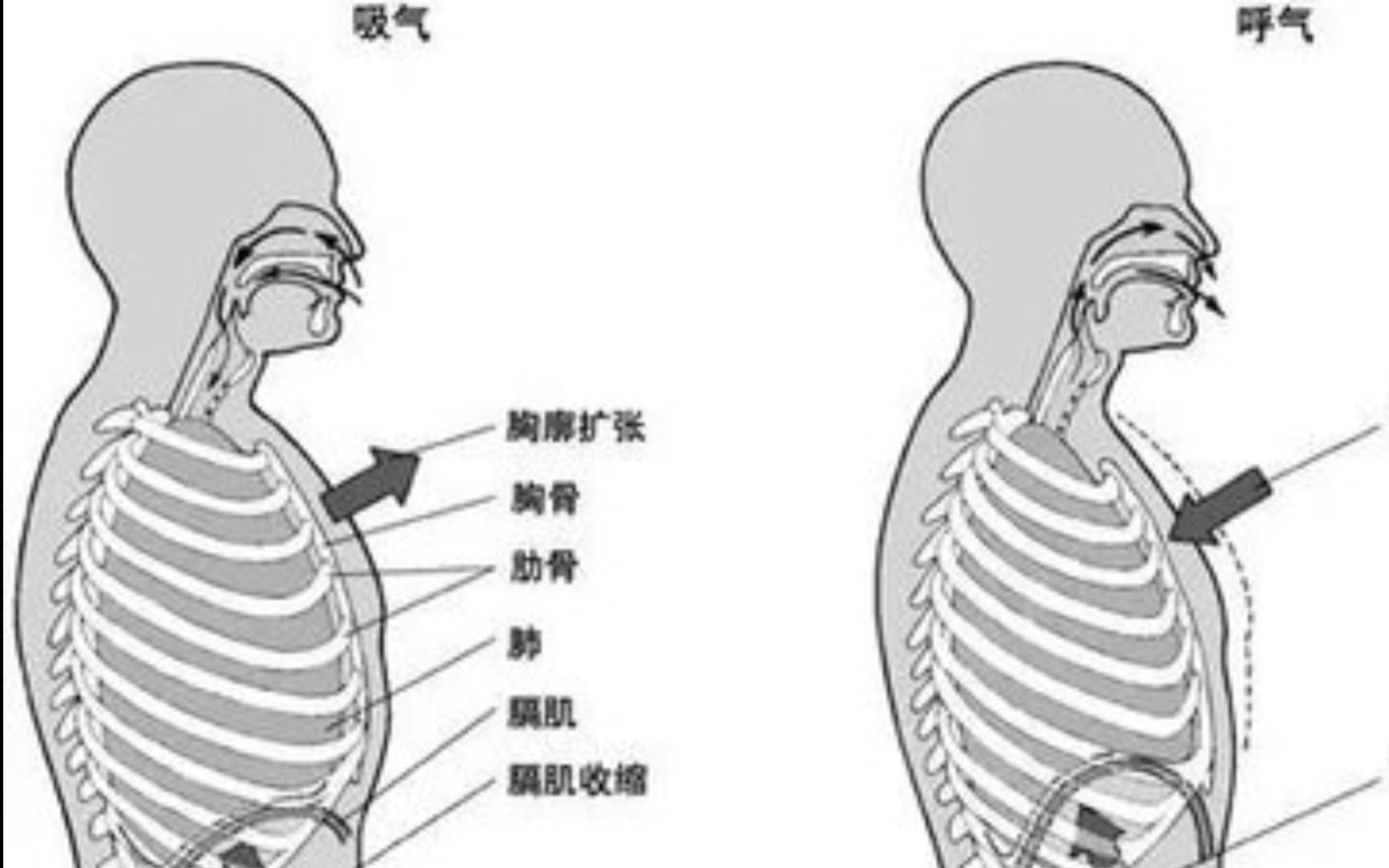 [图]热知识：教你如何像人类一样呼吸