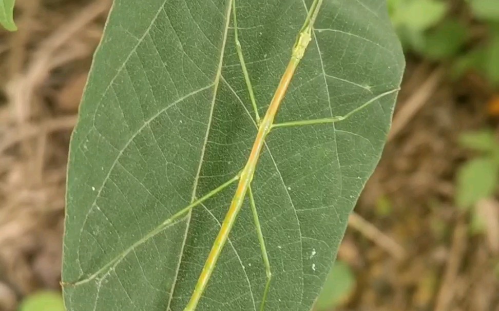 野外偶遇小竹节虫