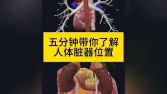 一张图看懂人体脏器分布 原来心肝脾肺肾都藏在这儿 别瞎按！找准脏器位置再养生 了解脏器位置，给身体“定个位”